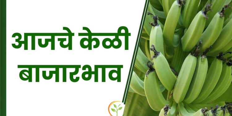 आजचे केळी बाजारभाव