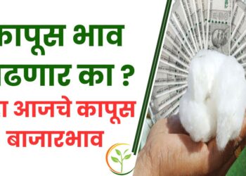 कापूस भाव वाढणार का ? पहा आजचे कापूस बाजारभाव