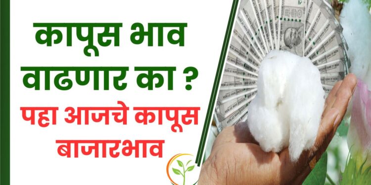कापूस भाव वाढणार का ? पहा आजचे कापूस बाजारभाव