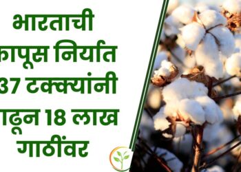 भारताची कापूस निर्यात 137 टक्क्यांनी वाढून 18 लाख गाठींवर