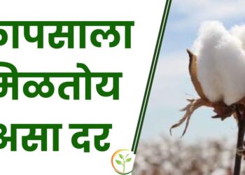 कापसाला मिळतोय असा दर