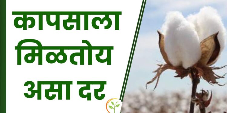 कापसाला मिळतोय असा दर