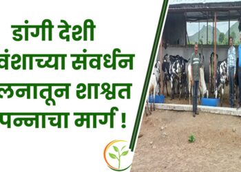 डांगी देशी गोवंशाच्या संवर्धन पालनातून शाश्वत उत्पन्नाचा मार्ग !