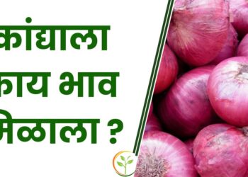 20 हजार टन कांदा निर्यातीस परवानगी दिल्यानंतर कांद्याला काय भाव मिळाला ?