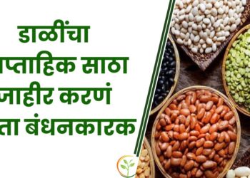 डाळींचा साप्ताहिक साठा