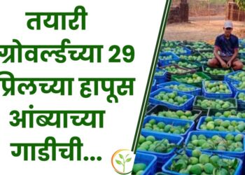 थेट देवगड येथून.... तयारी ॲग्रोवर्ल्डच्या 29 एप्रिलच्या हापूस आंब्याच्या गाडीची...