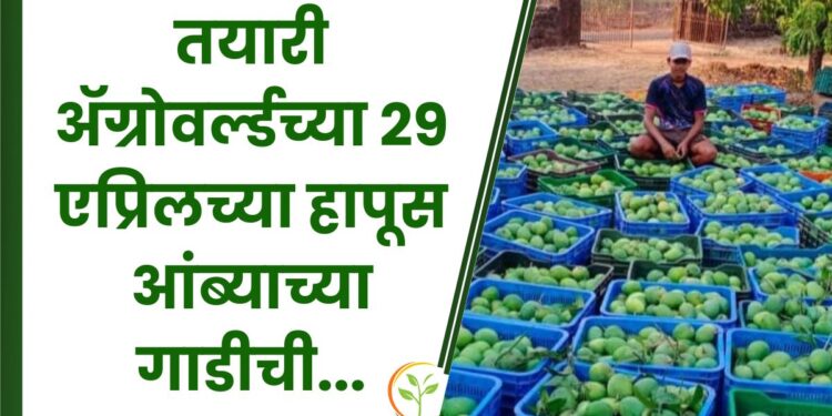 थेट देवगड येथून.... तयारी ॲग्रोवर्ल्डच्या 29 एप्रिलच्या हापूस आंब्याच्या गाडीची...