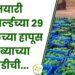 थेट देवगड येथून.... तयारी ॲग्रोवर्ल्डच्या 29 एप्रिलच्या हापूस आंब्याच्या गाडीची...