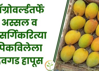 ॲग्रोवर्ल्डतर्फे अस्सल व नैसर्गिकरित्या पिकविलेला देवगड हापूस