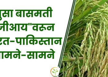 पुसा बासमती