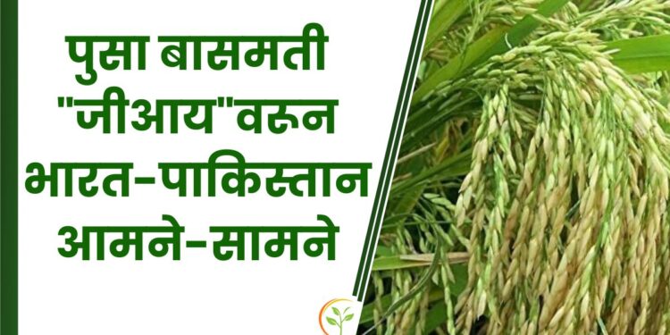 पुसा बासमती