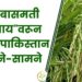पुसा बासमती