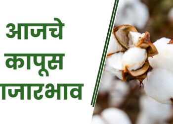 आजचे कापूस बाजारभाव