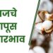 आजचे कापूस बाजारभाव