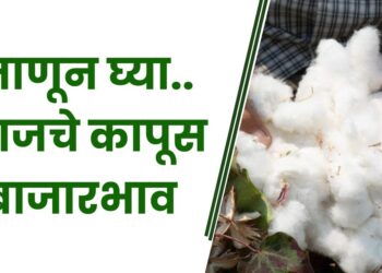 कापूस बाजारभाव