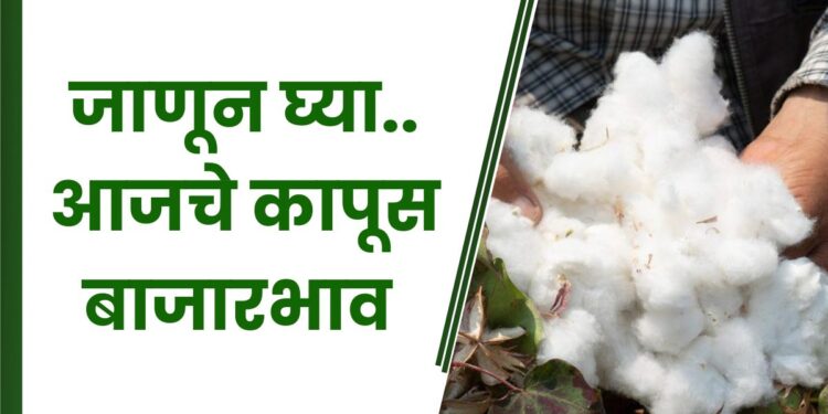 कापूस बाजारभाव