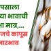 कापूस