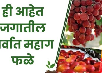 ही आहेत जगातील सर्वात महाग फळे