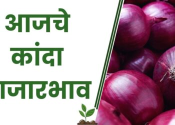 आजचे कांदा बाजारभाव