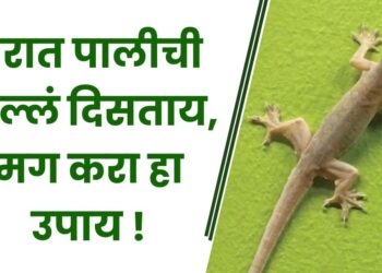 घरात पालीची पिल्लं दिसताय