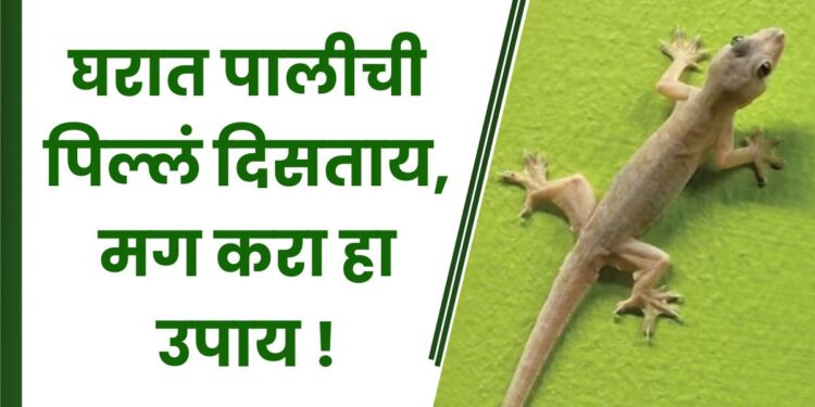 घरात पालीची पिल्लं दिसताय