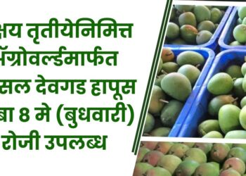 अक्षय तृतीयेनिमित्त ॲग्रोवर्ल्डमार्फत अस्सल देवगड हापूस आंबा 8 मे (बुधवारी) रोजी उपलब्ध...; आंबा नैसर्गिकरित्या पिकविण्याची तयारी सुरू