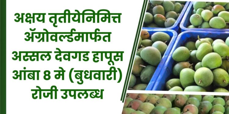 अक्षय तृतीयेनिमित्त ॲग्रोवर्ल्डमार्फत अस्सल देवगड हापूस आंबा 8 मे (बुधवारी) रोजी उपलब्ध...; आंबा नैसर्गिकरित्या पिकविण्याची तयारी सुरू