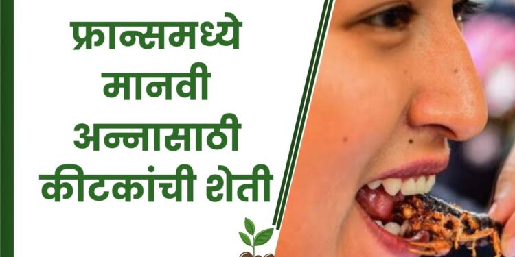 फ्रान्समध्ये मानवी अन्नासाठी कीटकांची शेती