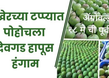 अखेरच्या टप्प्यात पोहोचला देवगड हापूस हंगाम