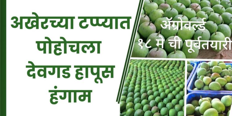 अखेरच्या टप्प्यात पोहोचला देवगड हापूस हंगाम