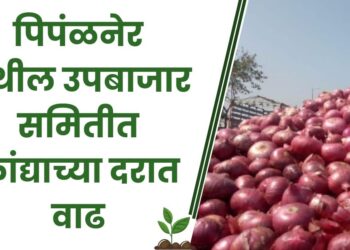 पिपंळनेर येथील उपबाजार समितीत कांद्याच्या दरात वाढ