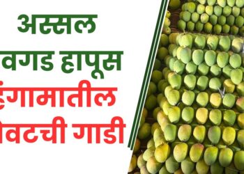 हंगामातील शेवटची गाडी… नंतर अस्सल देवगड हापूस आंब्याचा आस्वाद घेण्यासाठी करावी लागणार वर्षभराची प्रतीक्षा…!