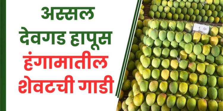 हंगामातील शेवटची गाडी… नंतर अस्सल देवगड हापूस आंब्याचा आस्वाद घेण्यासाठी करावी लागणार वर्षभराची प्रतीक्षा…!