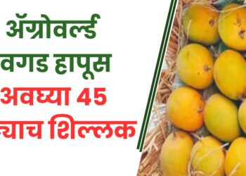 ॲग्रोवर्ल्ड देवगड हापूस