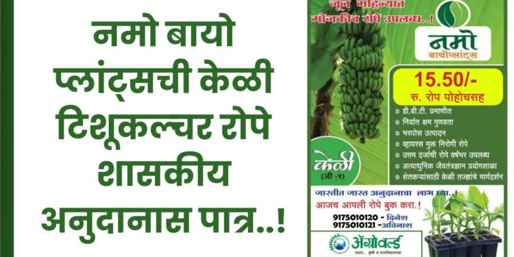 नमो बायो प्लांट्सची केळी टिशूकल्चर रोपे शासकीय अनुदानास पात्र..!