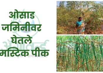 ड्रमस्टिक पीक