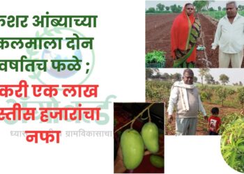 केशर आंब्याच्या कलमाला दोन वर्षातच फळे