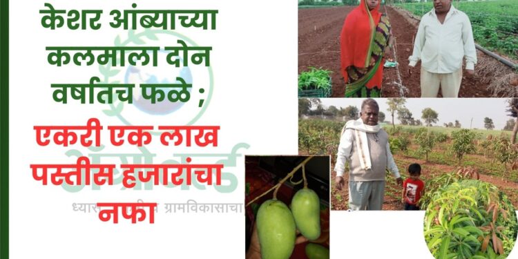 केशर आंब्याच्या कलमाला दोन वर्षातच फळे