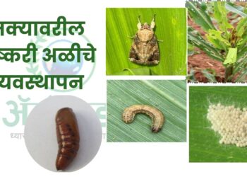 मक्यावरील लष्करी अळीचे व्यवस्थापन