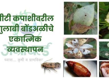 बीटी कपाशीवरील गुलाबी बोंडअळीचे एकात्मिक व्यवस्थापन