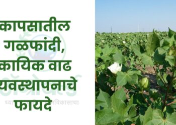 कापसातील गळफांदी