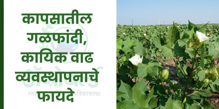 कापसातील गळफांदी