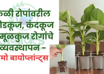 केळी रोपां