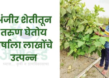 अंजीर शेतीतून तरुण घेतोय वर्षाला लाखोंचे उत्पन्न