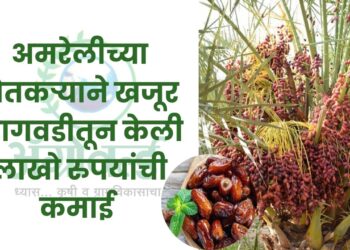 अमरेलीच्या शेतकऱ्याने खजूर लागवडीतून केली लाखो रुपयांची कमाई