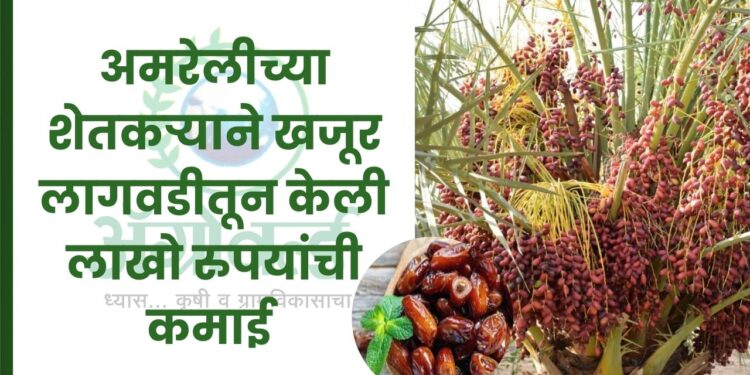 अमरेलीच्या शेतकऱ्याने खजूर लागवडीतून केली लाखो रुपयांची कमाई