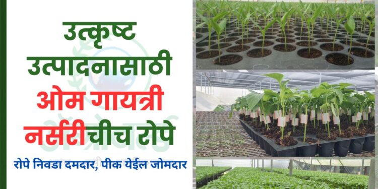 ओम गायत्री नर्सरी