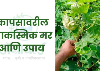 कापसावरील आकस्मिक मर आणि उपाय
