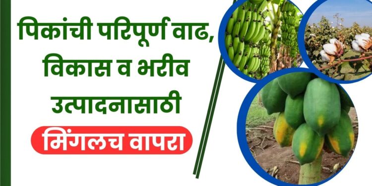 मिंगल