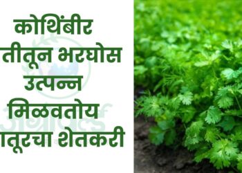 कोथिंबीर